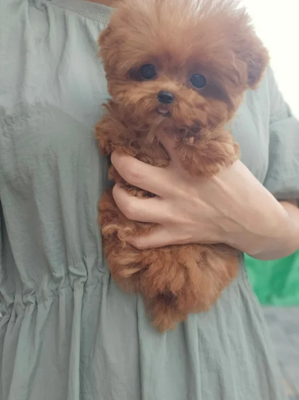 Toby - Image 4