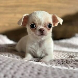Lola