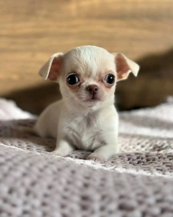 Lola
