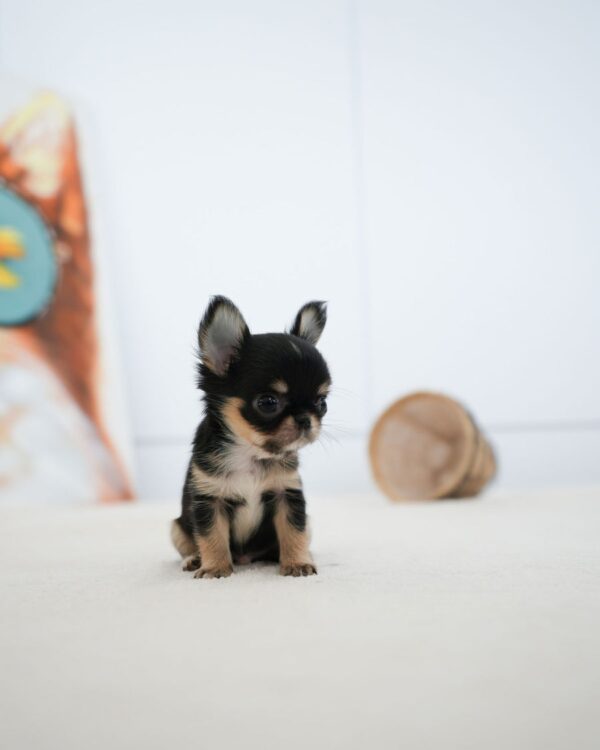 Rocky - Image 4