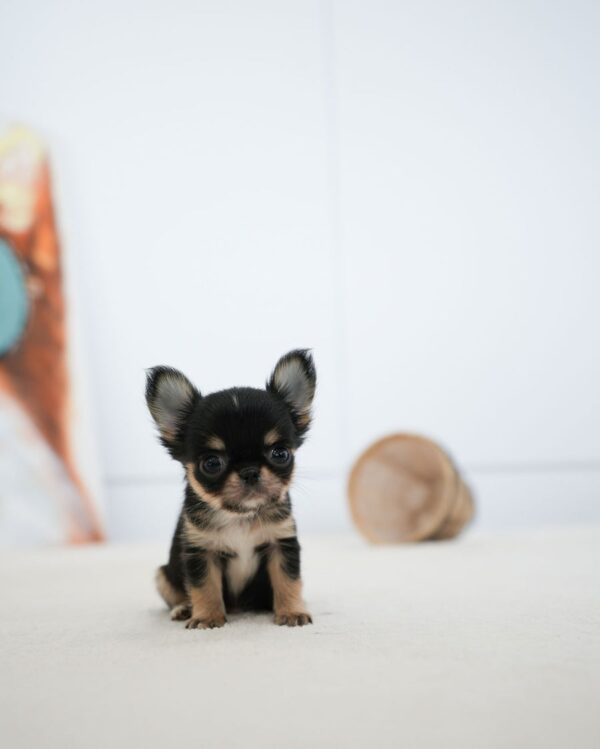 Rocky