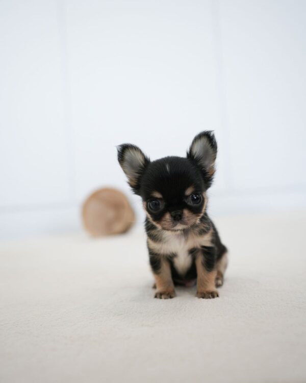 Rocky - Image 2