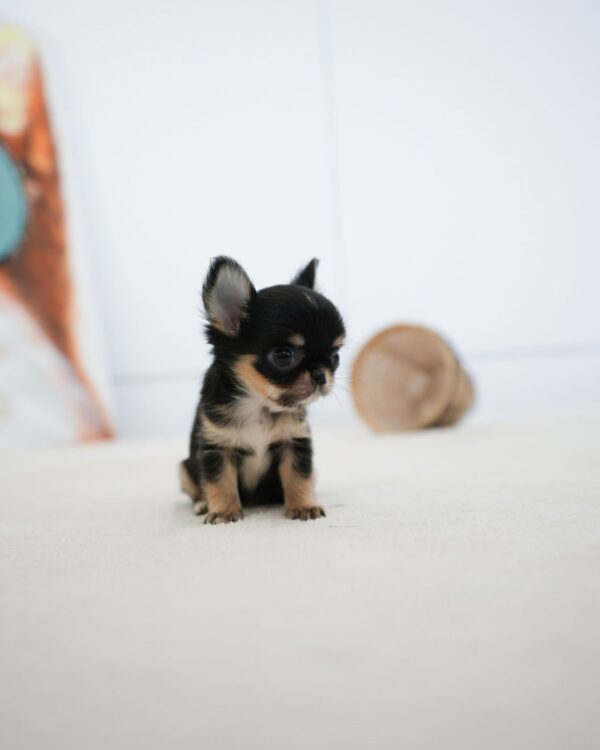 Rocky - Image 3