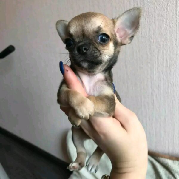 Coco - Image 5