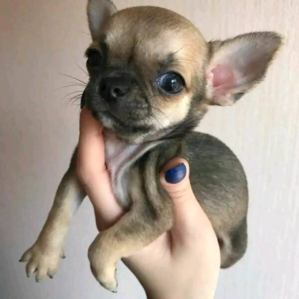 Coco