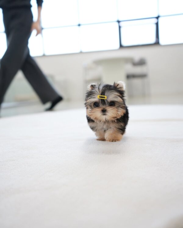 Daisy - Image 4