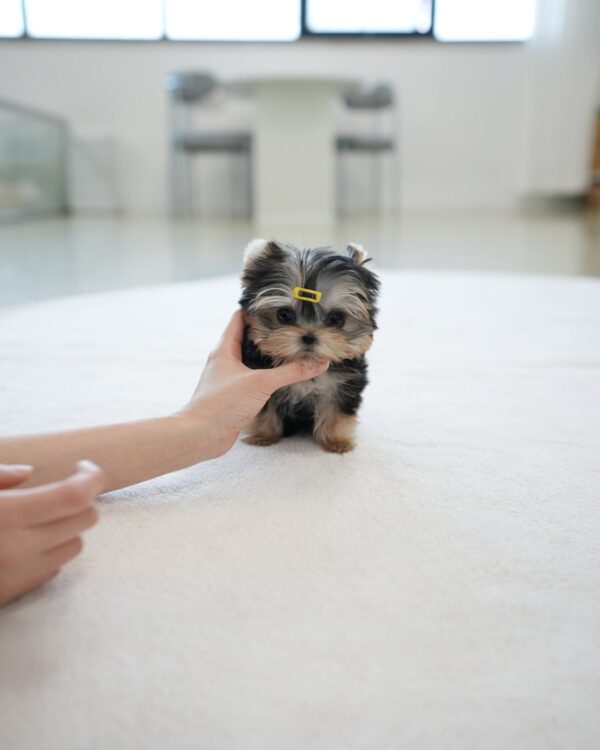 Daisy - Image 3