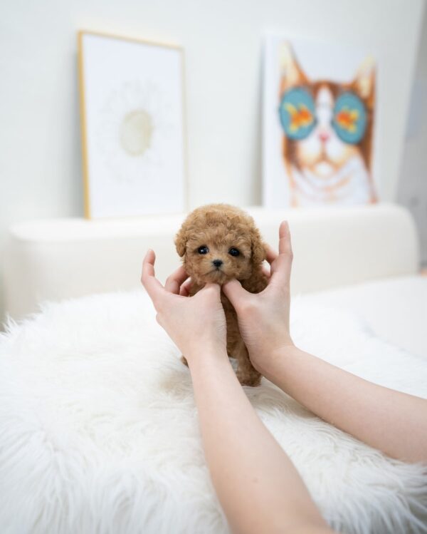 Waffle - Image 3