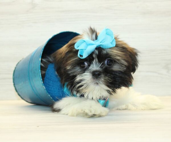 Bella - Image 5