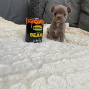 Brandy