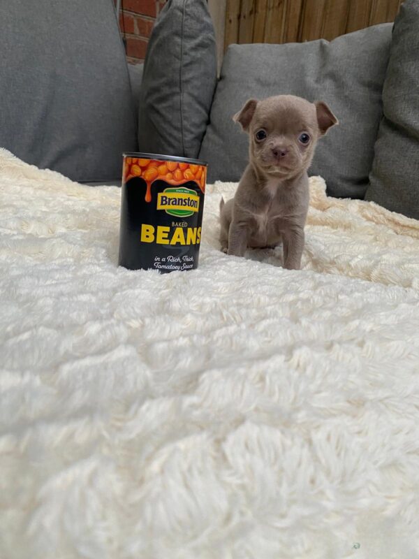 Brandy